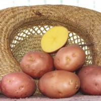 Картофель 5+ оптом от производителя 5 грн./кг