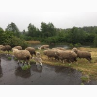 Продаємо вівці романівські та меріноси