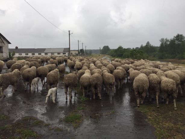 Фото 2. Продаємо вівці романівські та меріноси