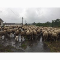 Продаємо вівці романівські та меріноси