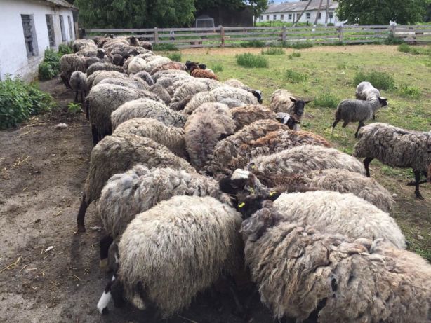 Фото 3. Продаємо вівці романівські та меріноси
