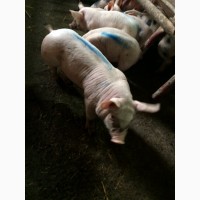 Продам свиньи (Л ВБ П) 110-130 кг