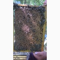Продам пчелопакеты одесская область 2021