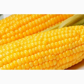Семена кукурузы Кремень 200, ФАО 210