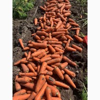 Продам товарную морковь сорт Каскад