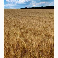 Озима пшениця Ліра Одеська(еліта)