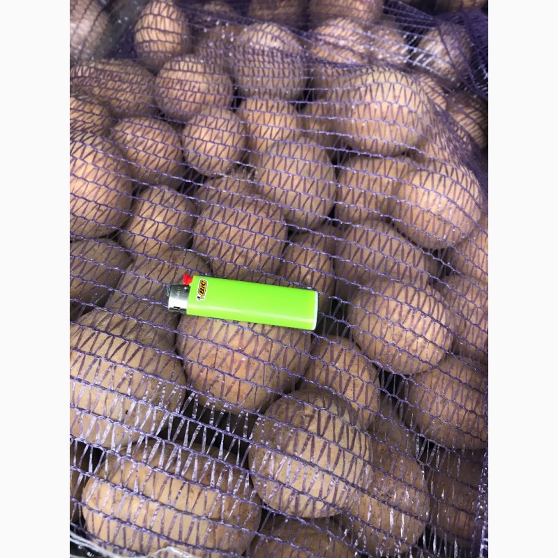 Фото 6. Продам семенную и продовольственную Картошку 5+ сорта Джелли, Галла, Бриз и др