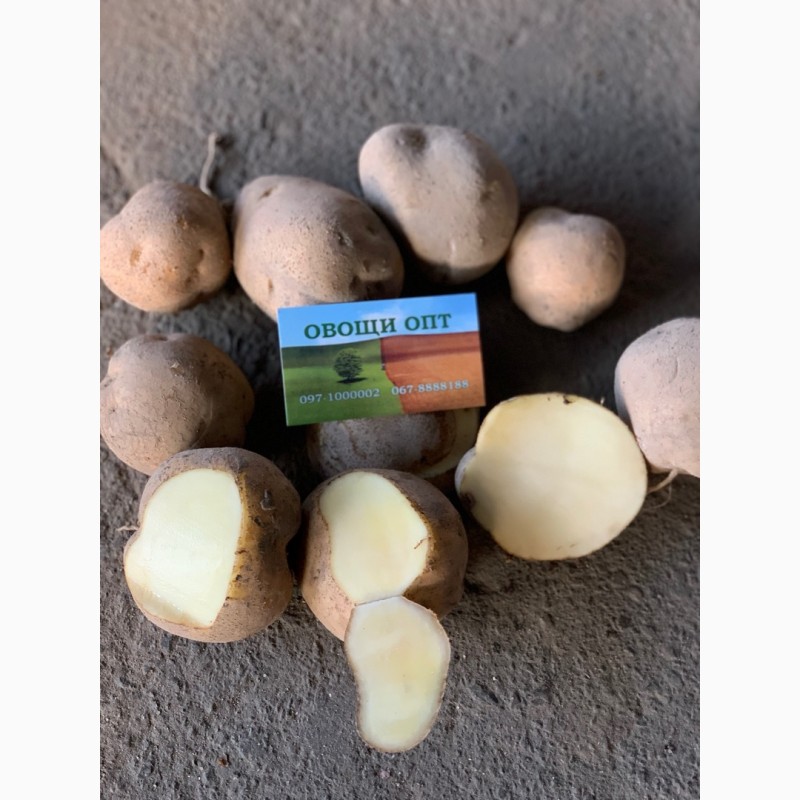 Фото 13. Продам семенную и продовольственную Картошку 5+ сорта Джелли, Галла, Бриз и др
