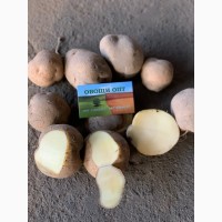 Продам семенную и продовольственную Картошку 5+ сорта Джелли, Галла, Бриз и др