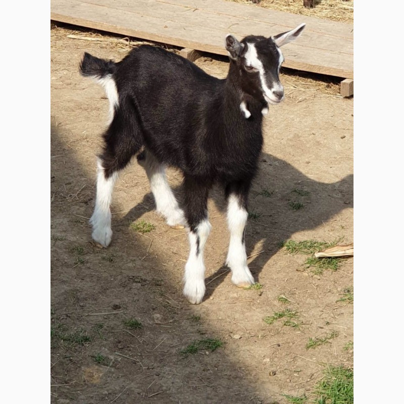 Фото 10. Продам чистопородных англо-нубийских коз и и чистопородных коз, породы Тюрингская лесная