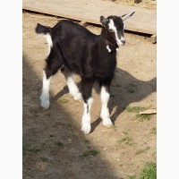 Продам чистопородных англо-нубийских коз и и чистопородных коз, породы Тюрингская лесная