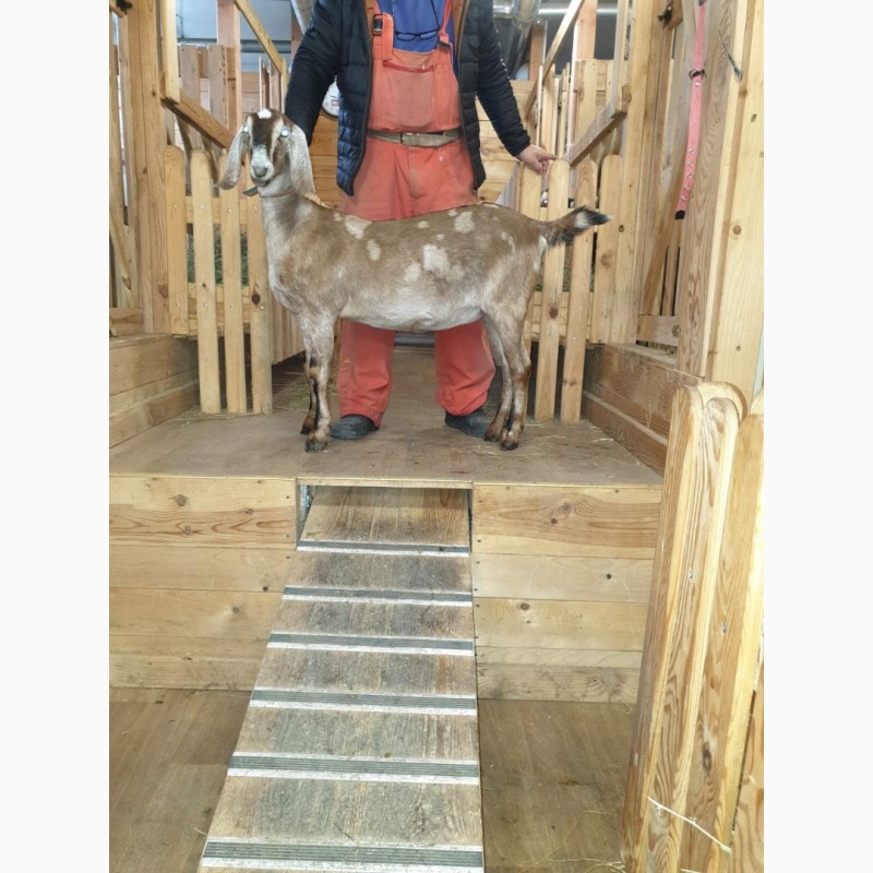 Фото 11. Продам чистопородных англо-нубийских коз и и чистопородных коз, породы Тюрингская лесная