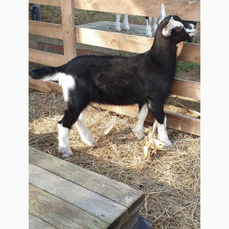 Фото 2. Продам чистопородных англо-нубийских коз и и чистопородных коз, породы Тюрингская лесная