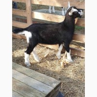 Продам чистопородных англо-нубийских коз и и чистопородных коз, породы Тюрингская лесная