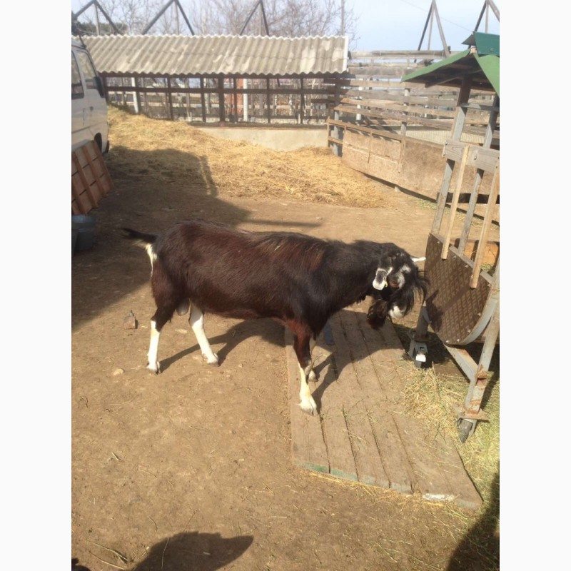 Фото 3. Продам чистопородных англо-нубийских коз и и чистопородных коз, породы Тюрингская лесная