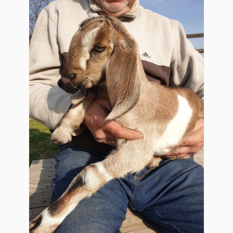 Фото 4. Продам чистопородных англо-нубийских коз и и чистопородных коз, породы Тюрингская лесная