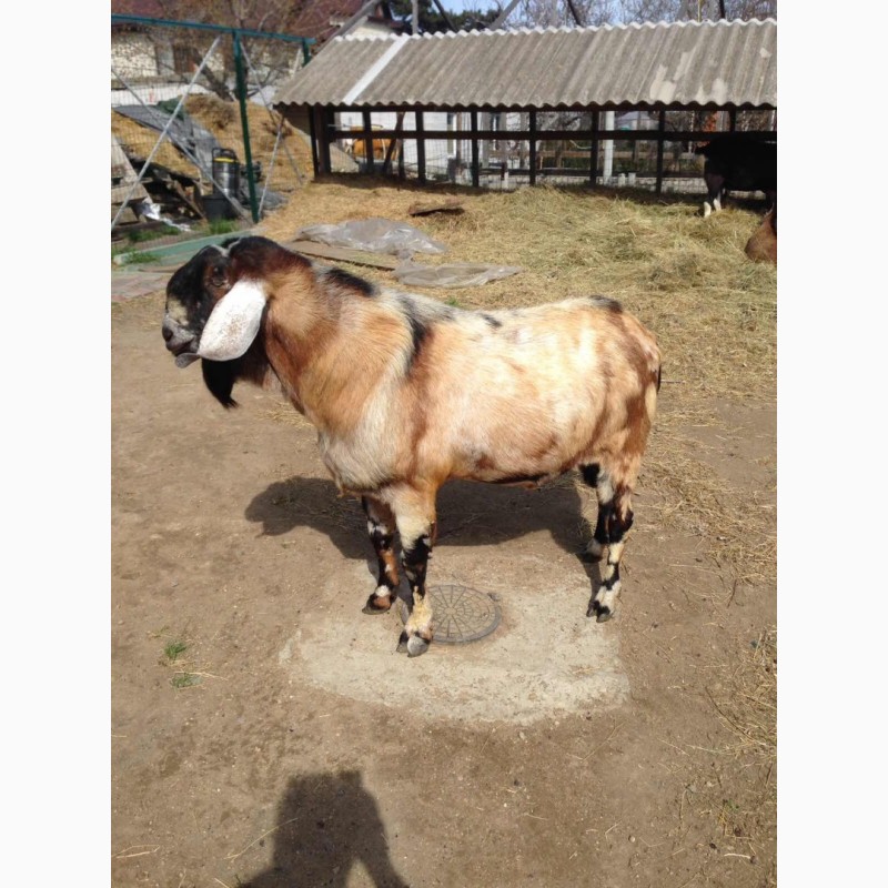 Фото 9. Продам чистопородных англо-нубийских коз и и чистопородных коз, породы Тюрингская лесная