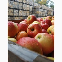 Продам яблоки от производителя