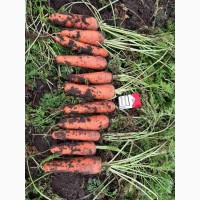 Продам морковь сорт Болевар, 500 тонн, Николаевская обл