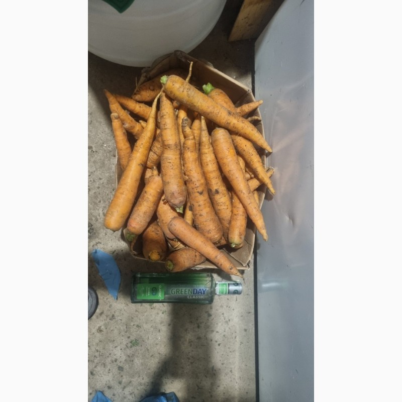 Фото 2. Продам моркву 1 та 2 сорт від фермера з 20 тонн