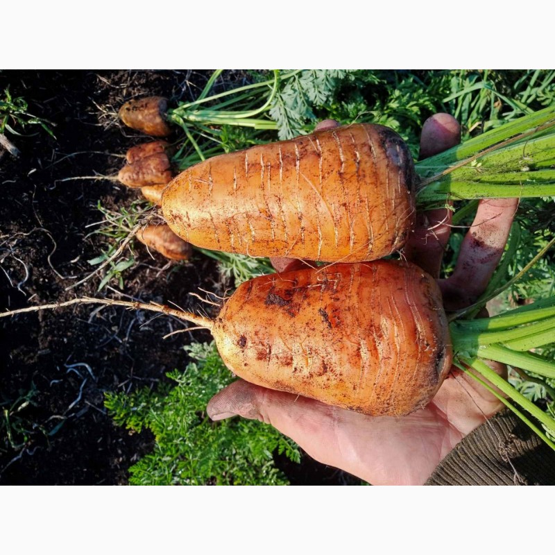 Фото 3. Продам моркву 1 та 2 сорт від фермера з 20 тонн