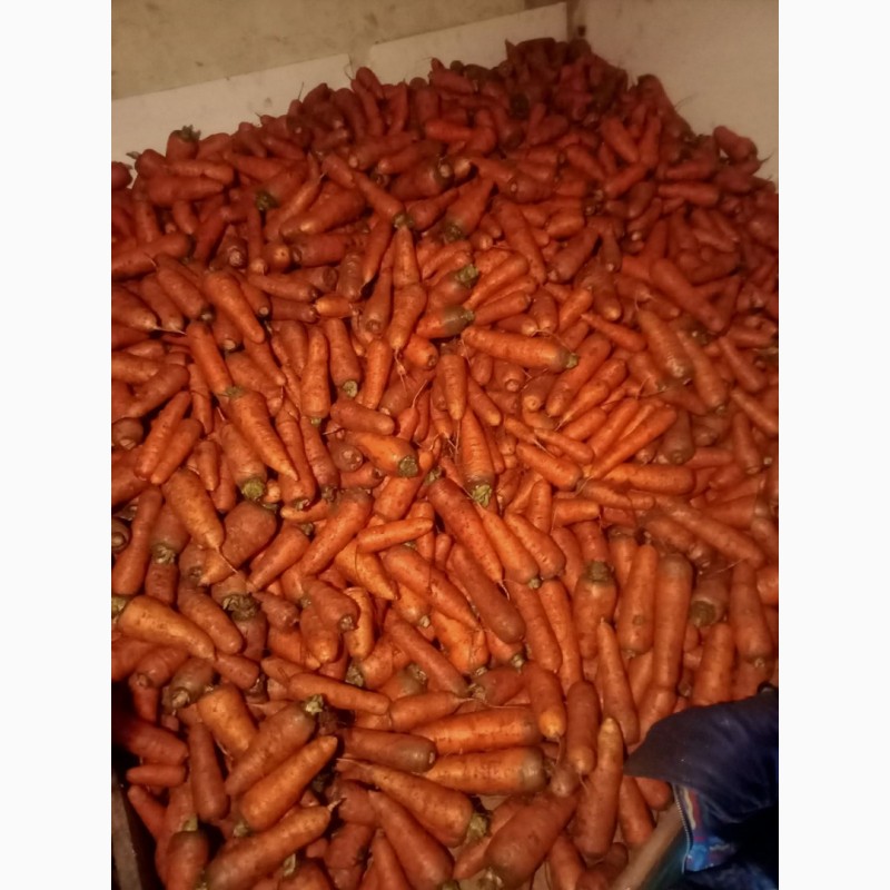Фото 4. Продам моркву 1 та 2 сорт від фермера з 20 тонн