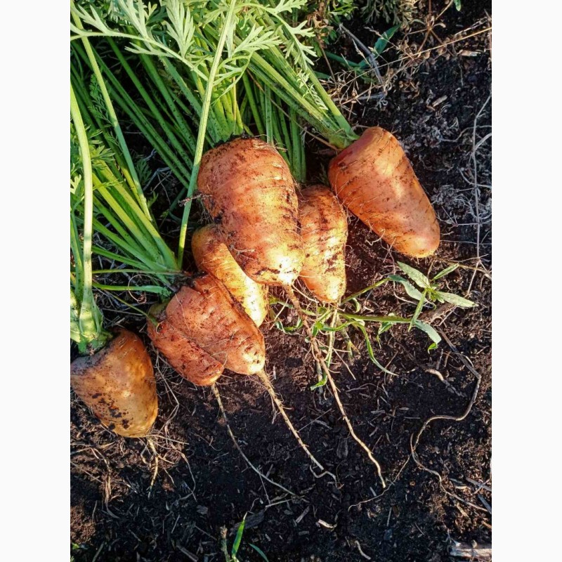 Фото 5. Продам моркву 1 та 2 сорт від фермера з 20 тонн