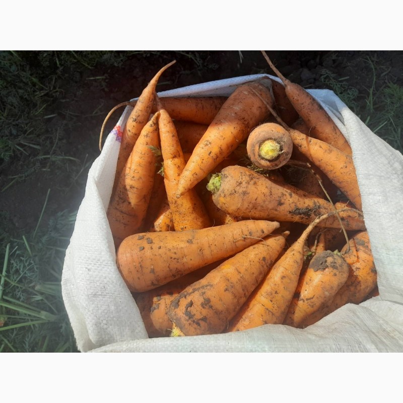 Фото 6. Продам моркву 1 та 2 сорт від фермера з 20 тонн