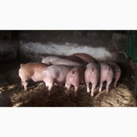 Продам свиней мясной породы