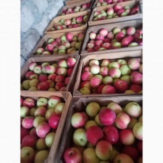 Продам яблоки слава 1, 8 тонны