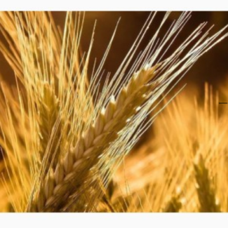 Продам ячмінь озимий, крупне зерно есть доставка по Україні звоните