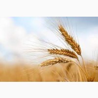 Насіння пшениці Шестопалівка ( ЕЛІТА)