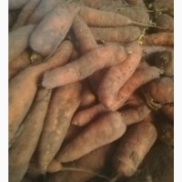 Продам моркву некондиційну