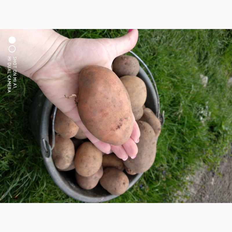 Фото 2. Продам домашню картошку