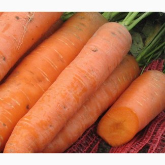 Продам товарну якісну моркву оптом, усі області