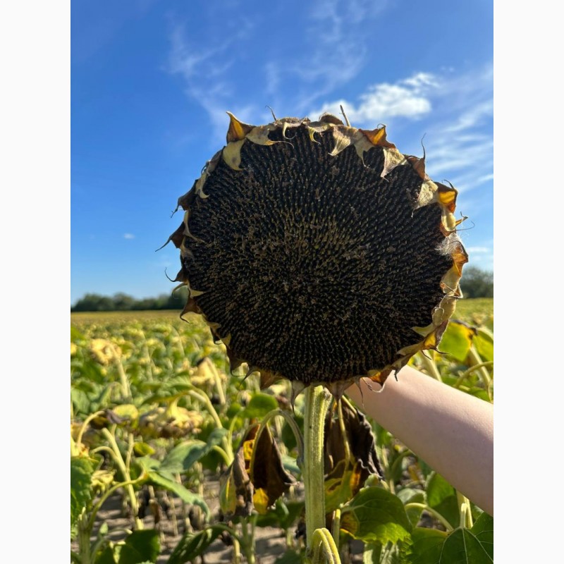 Фото 2. ШЕНОН насіння соняшнику ВНІС