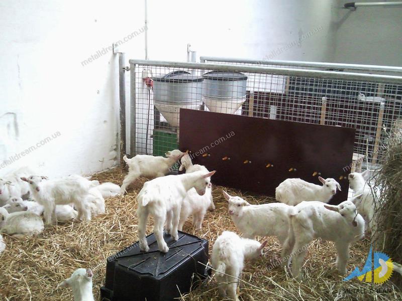 Фото 5. Стійлове обладнання для утримання кіз та овець