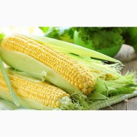 Продам кукурудзу 500 тонн, Житомирська обл, Андріївка