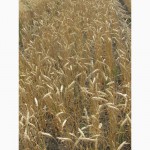 Семена озимой пшеницы, Краснодарская селекция, сорт Есаул