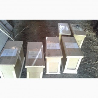 Бджолопакети пчелопакеты карпатської породи, Закарпатская область Мукачево 2019 рік