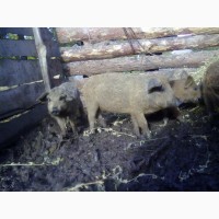 Продам свинок породи мангалиця пухова