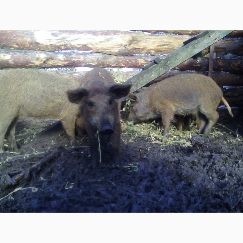 Фото 3. Продам свинок породи мангалиця пухова