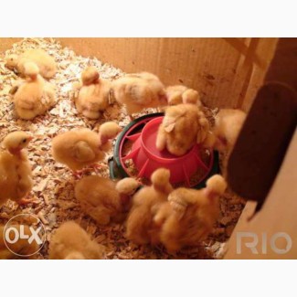 Цыплята Голошейки 4-6 недели