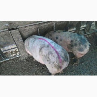 Продам беконых свиней
