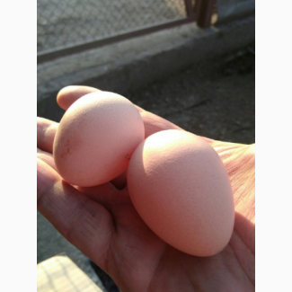 Инкубационные яйца цесарки