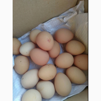 Инкубационные яйца цесарки