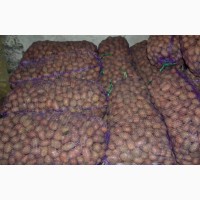 Продам картофель оптом 2017 г. от производителя Черниговская обл. 2.70 грн/кг