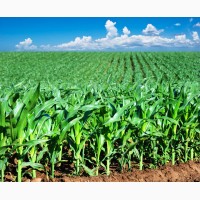 Насіння кукурудзи ВН 63 (ФАО 280)