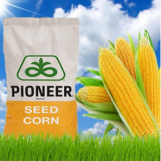 Семена кукурузы Pioneer PR37Y12 Форс Зеа ФАО 390