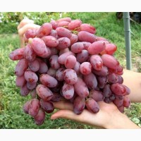 Продам виноград столовых сортов